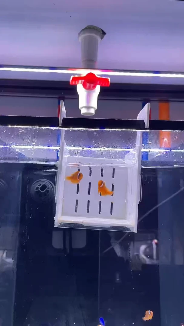 海水鱼番茄小丑鱼18号