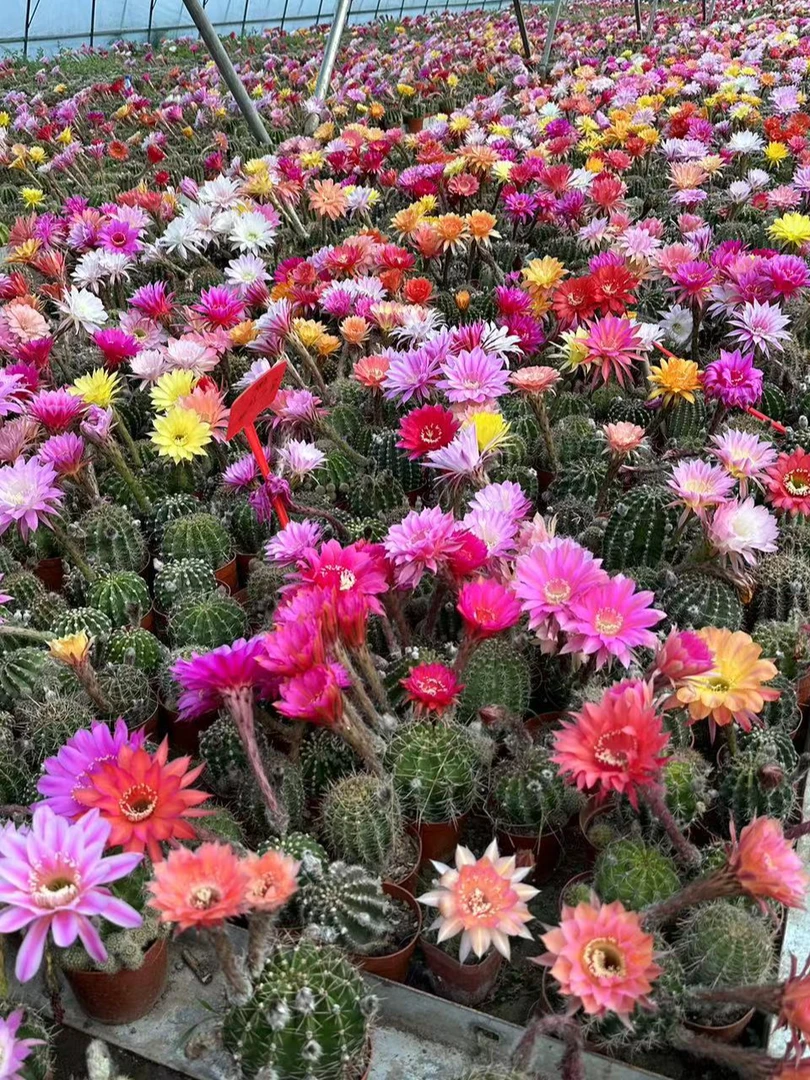 仙人球大花彩草三棵