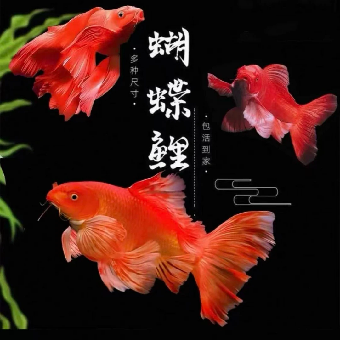 红蝴蝶普身蝴蝶鲤纯种冷水鱼活体包邮