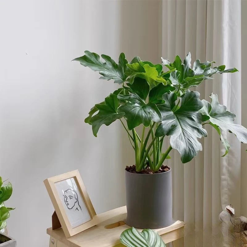 春羽绿植盆栽花卉四季常青小盆景