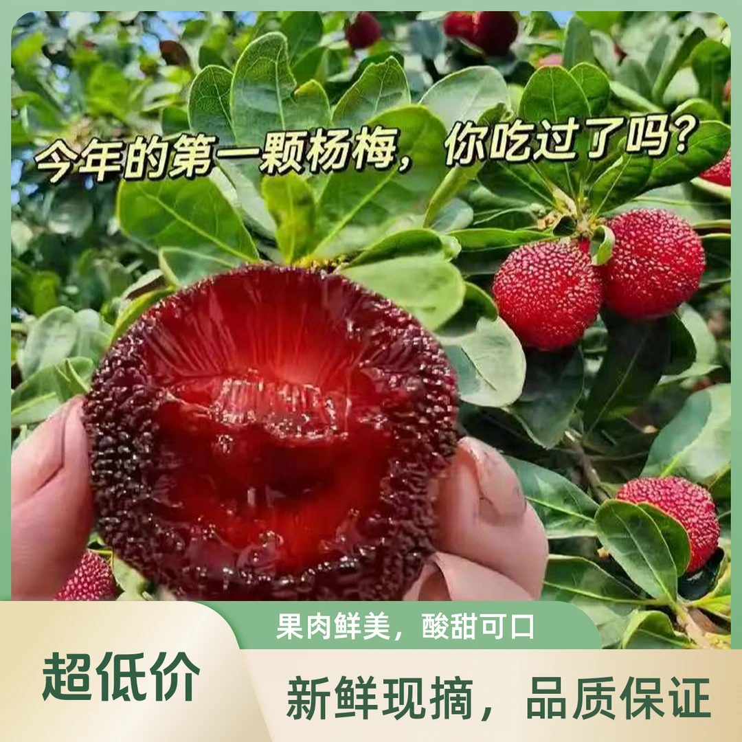【丁果鲜生】云南宝岛杨梅一盒380克新鲜杨梅云南省
