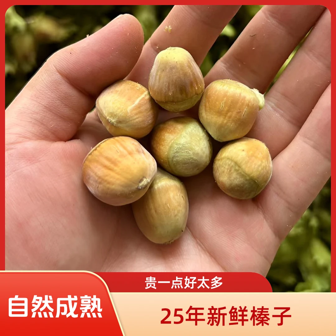 【送钳子】2025年河北新鲜生榛子去皮带绿皮薄皮大达维青皮坚果特产