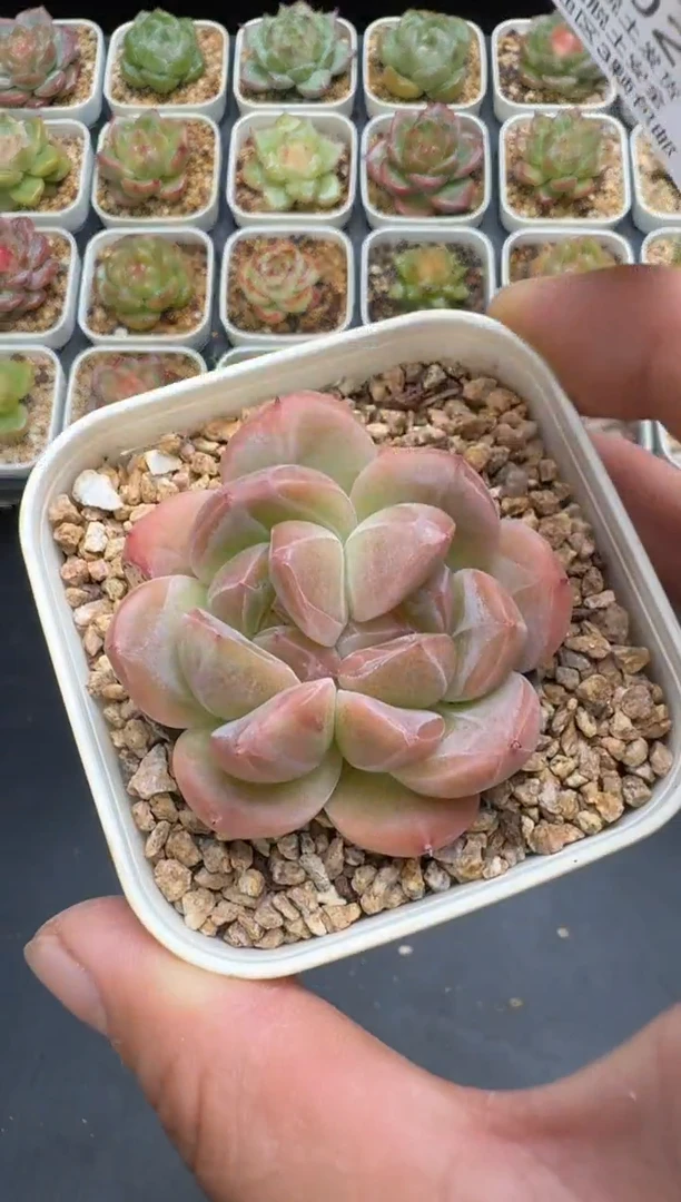 202G云禹多肉植物 脱土纸巾打包 3颗包邮