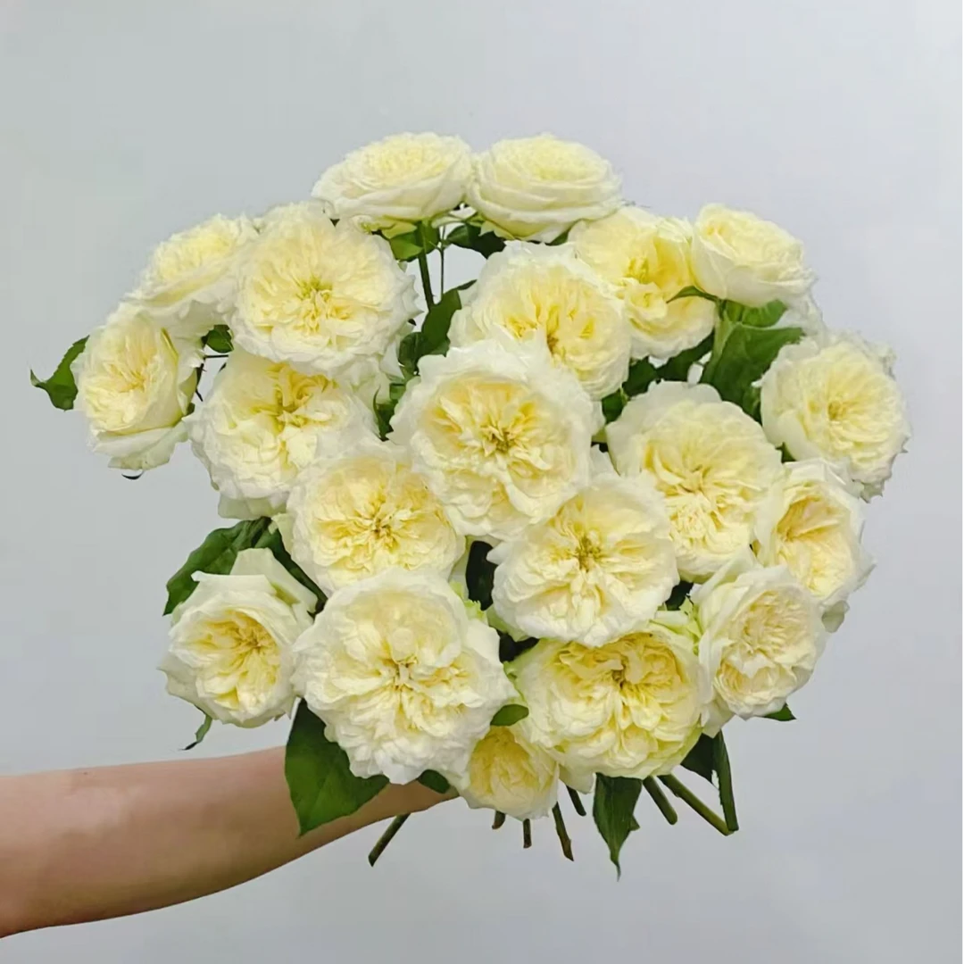 【独鬏鬏优选】A级鲜花 [诺丽莎] 单头玫瑰 家居瓶插装饰鲜活采摘