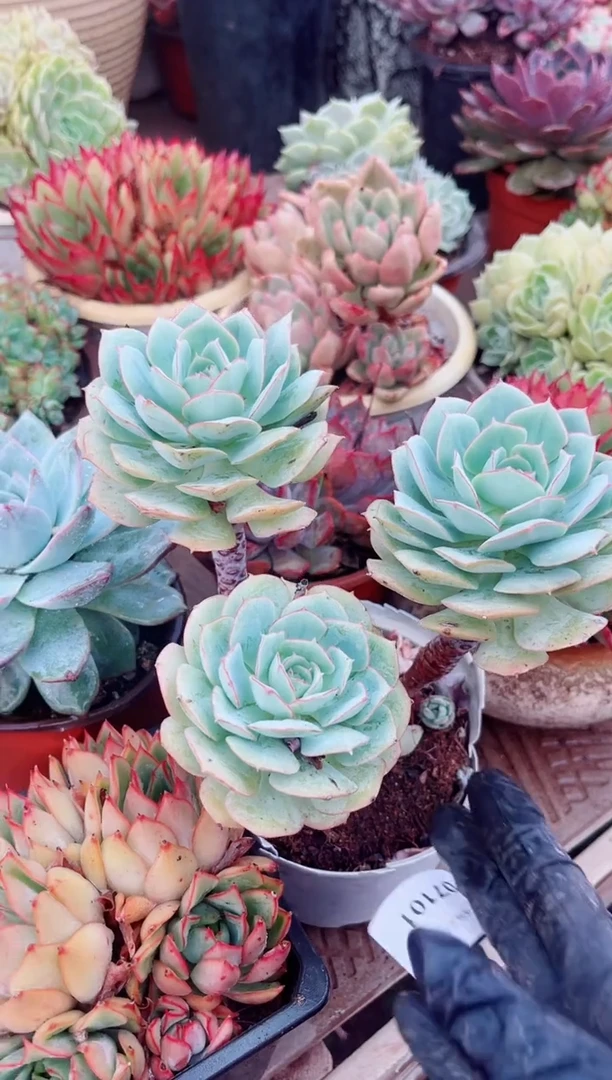 龙*07101多肉植物一物一拍
