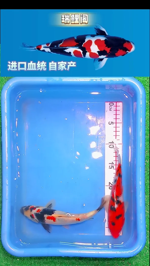 锦鲤瑞鲤阁精选--48