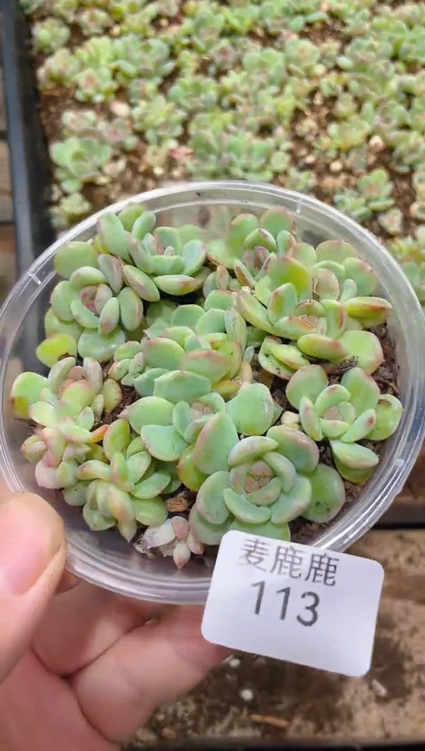 113琴心 量拍