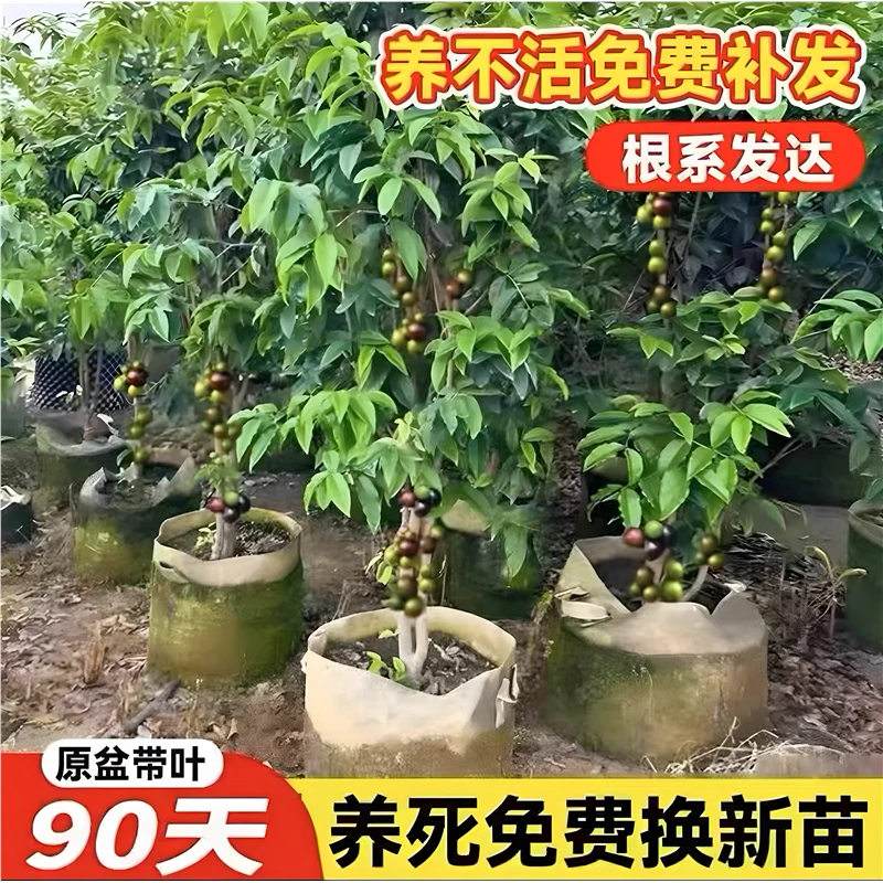 嘉宝果苗树苗 树葡萄苗果树 艾斯卡沙巴四季红妃嘉宝果苗大树带果
