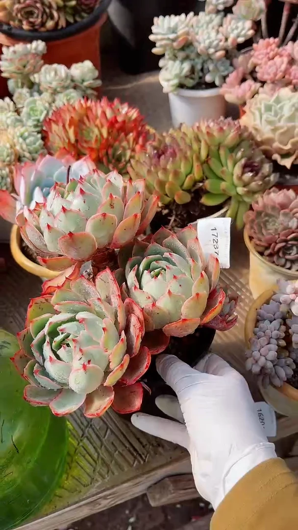 【闪购商品】17237