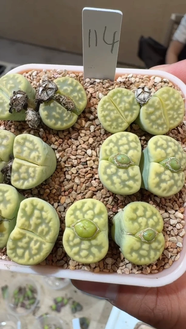 178多肉植物肉锥岛田绿株一颗