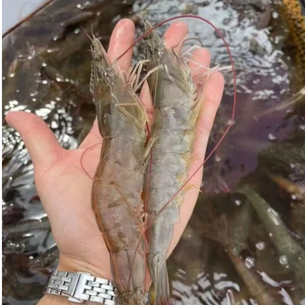 25头/斤左右 大号虾大连高盐度海水大虾 3斤   活虾现发