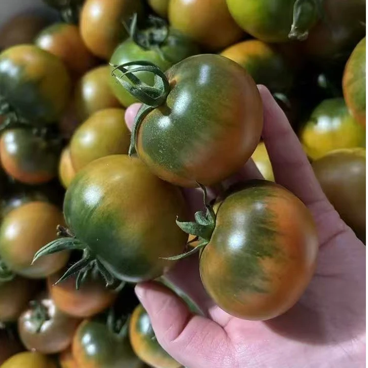 【常哥福利专属】盘锦碱地柿子  酸甜脆口小糖豆