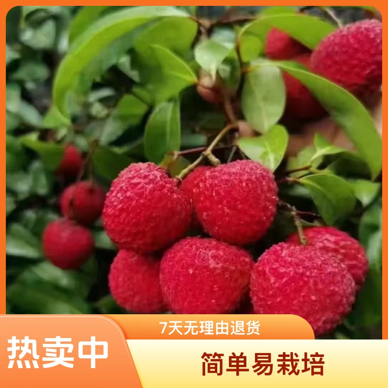 SIVON/喜言耐寒品种无核荔枝桂味仙进奉冰荔正品嫁接苗