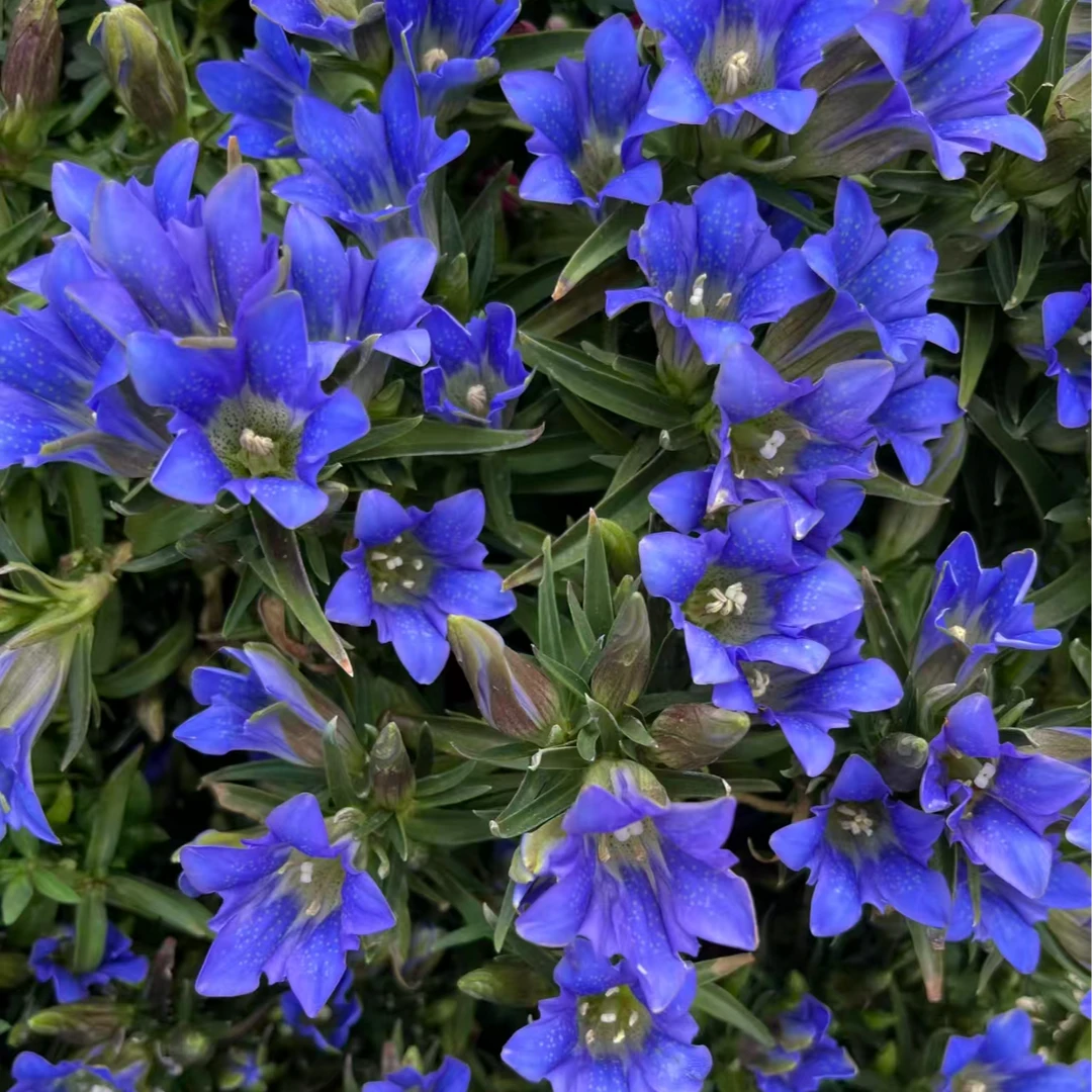 龙胆花盆栽花苗带花苞绿植花卉耐寒耐热阳台庭院好养