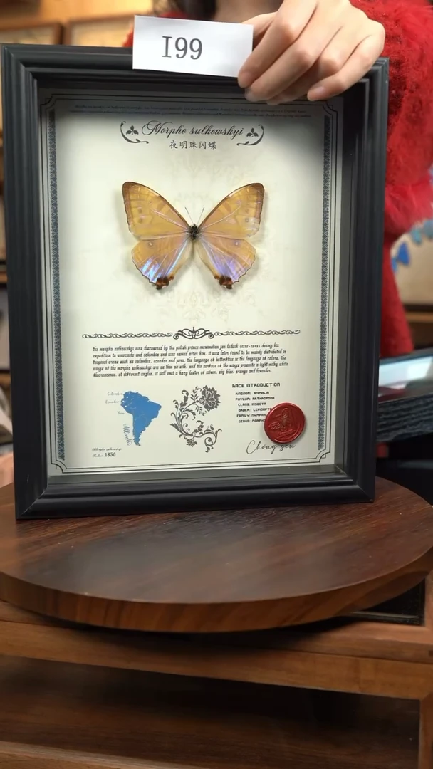 蝴蝶标本摆件竞拍i99
