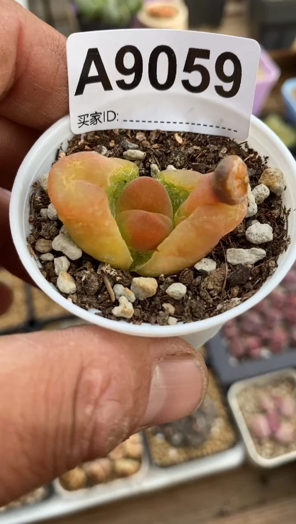 【闪购商品】9059直播一物一拍