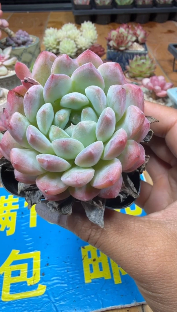 东云多肉园三号店-237