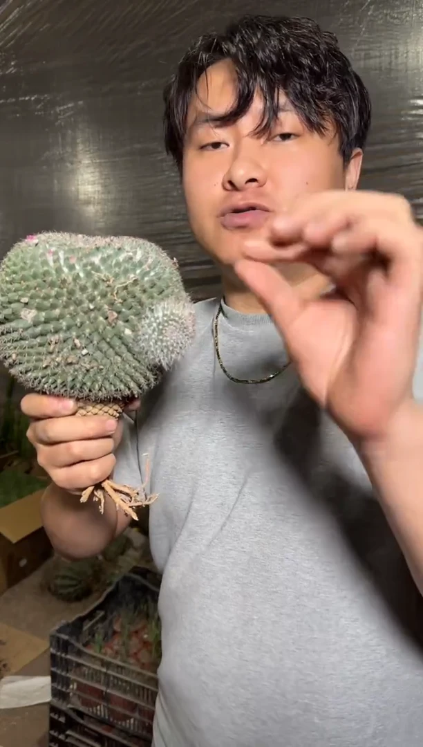 超大 单头 玉翁【10-13cm】带雪顶