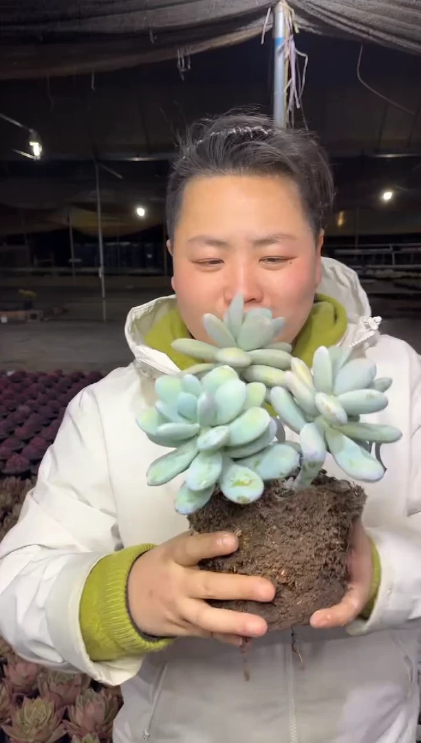 【闪购商品】40-雪美人6.8