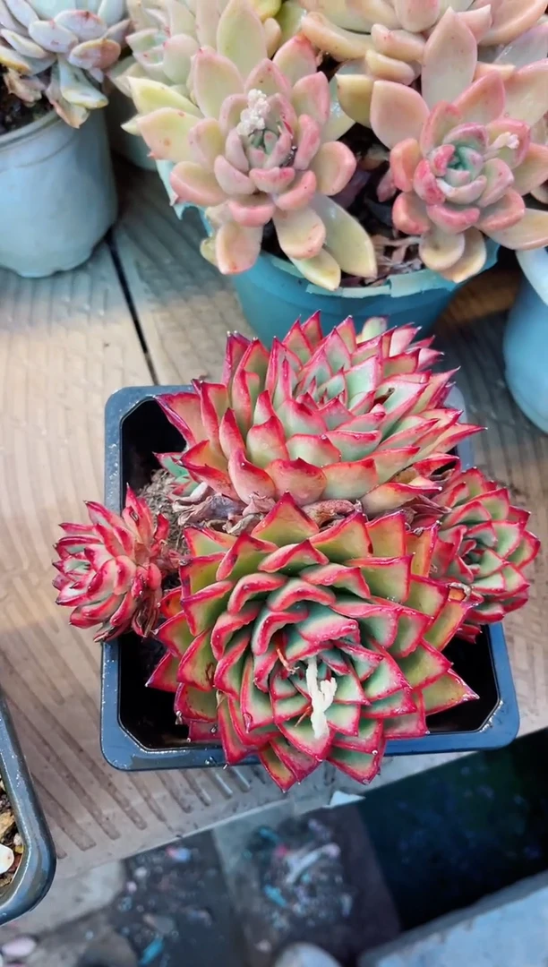 【闪购商品】22063