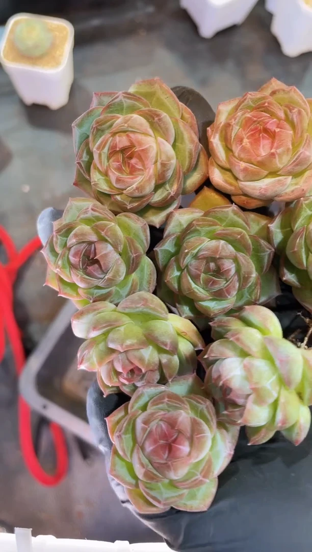 闪购1037 马戏团二代多肉一颗