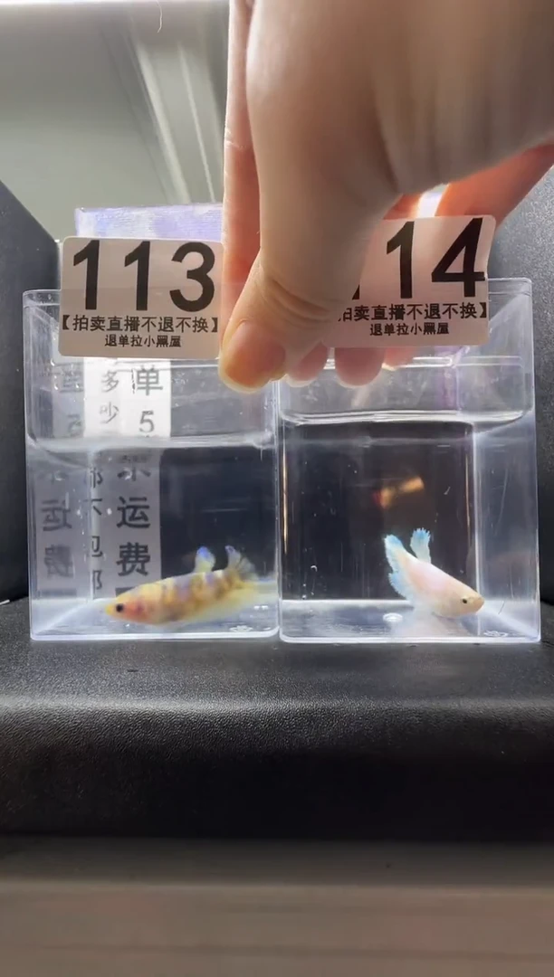 斗鱼母鱼编号：113-114