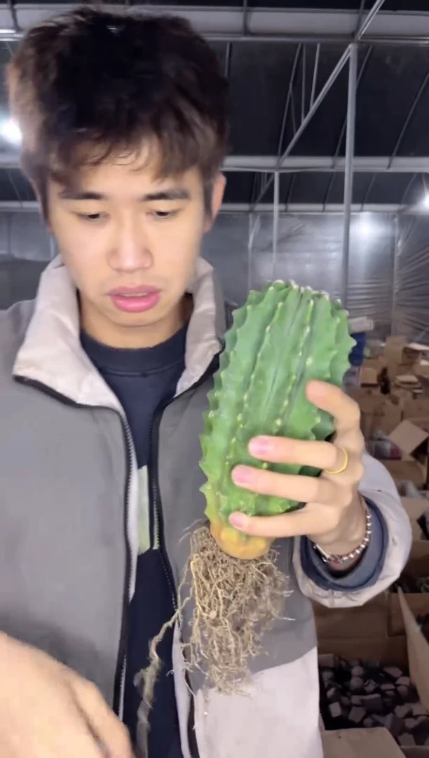 高13cm+ 无刺王冠龙 柱