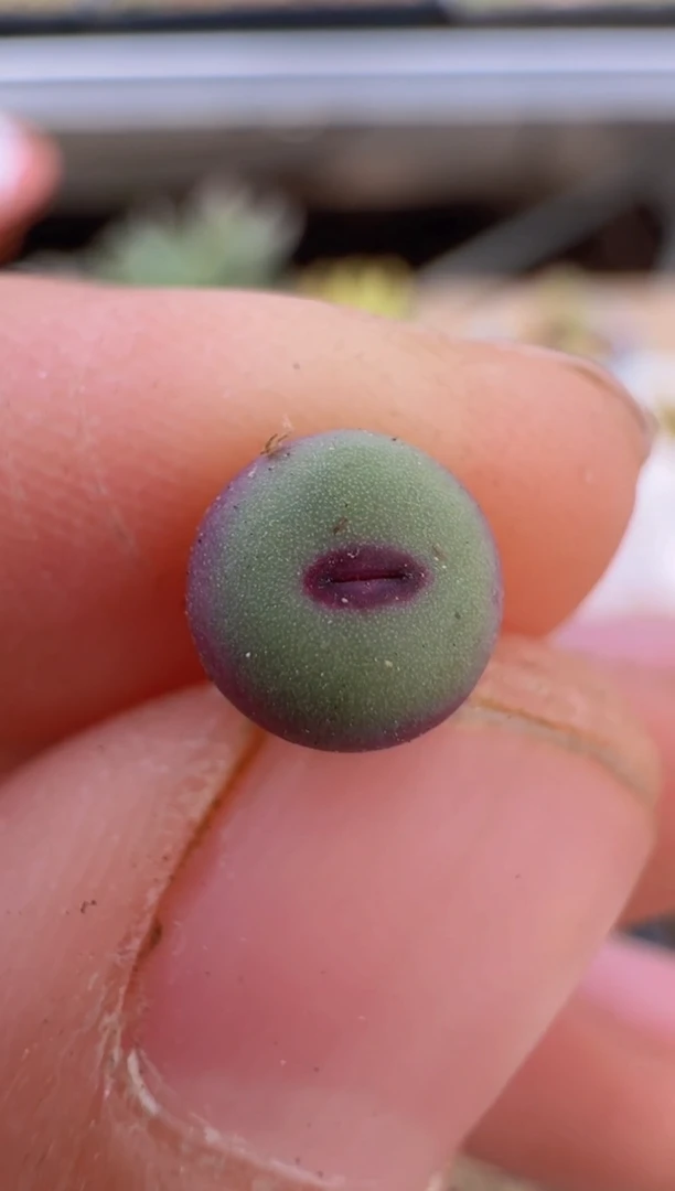 【闪购商品】9--49`2736X1380B