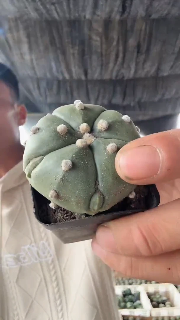 复棱兜9.99