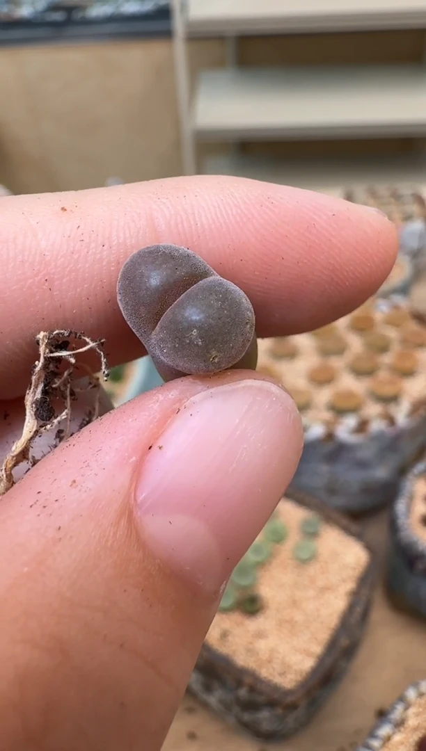 5-55多肉植物肉锥