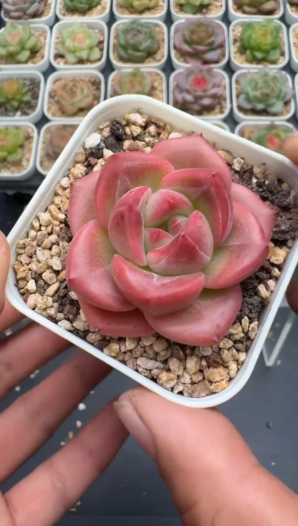 353E云禹多肉植物 带盆土纸巾打包 3颗包邮