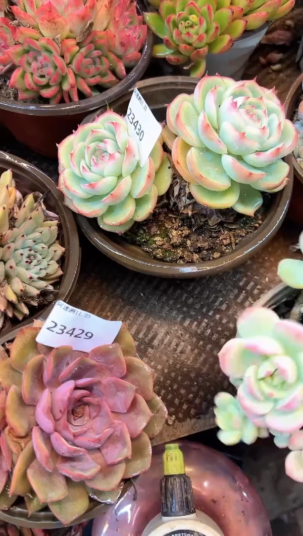 北*寒多肉植物一物一拍23430