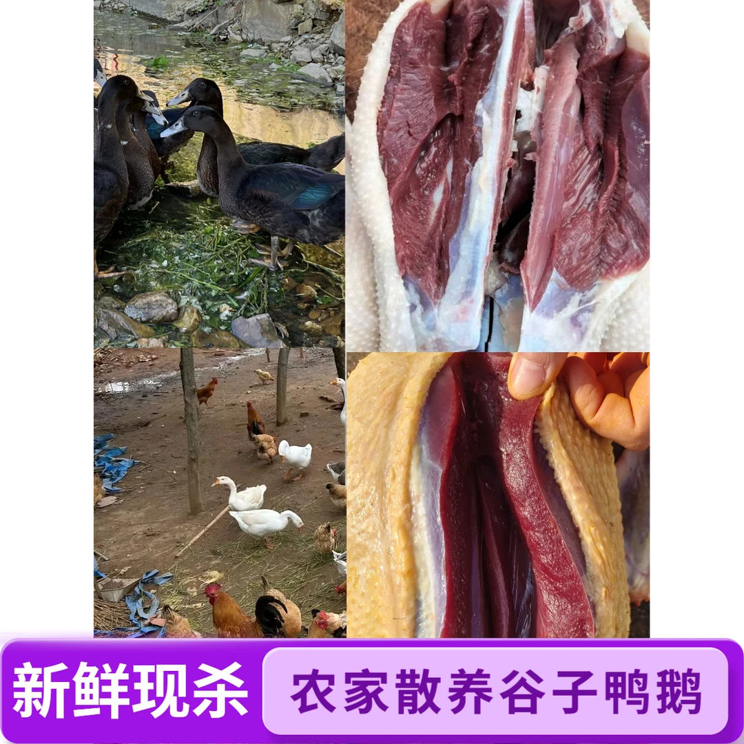 石洞镇正宗谷子鸭 鹅 农家自家散养 现宰现发