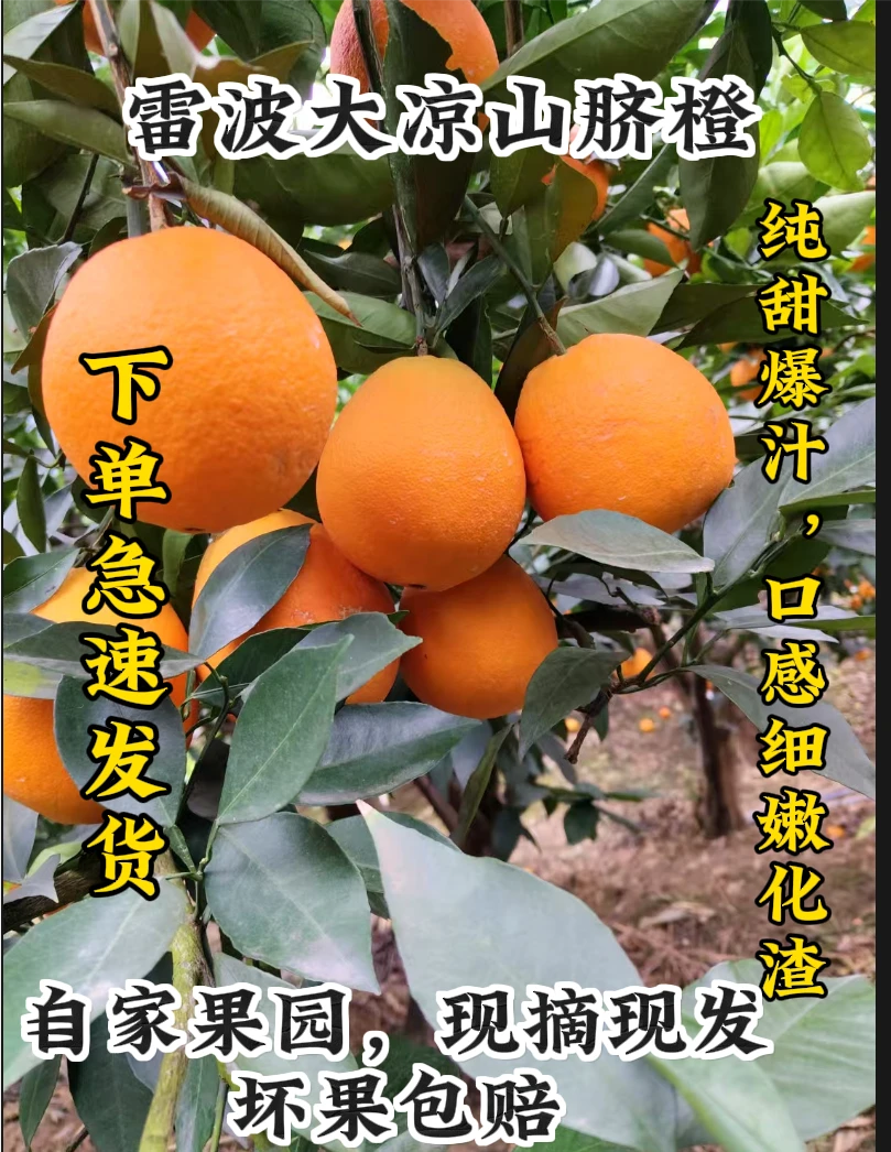 大凉山雷波脐橙产地现摘现发净重9斤装包邮
