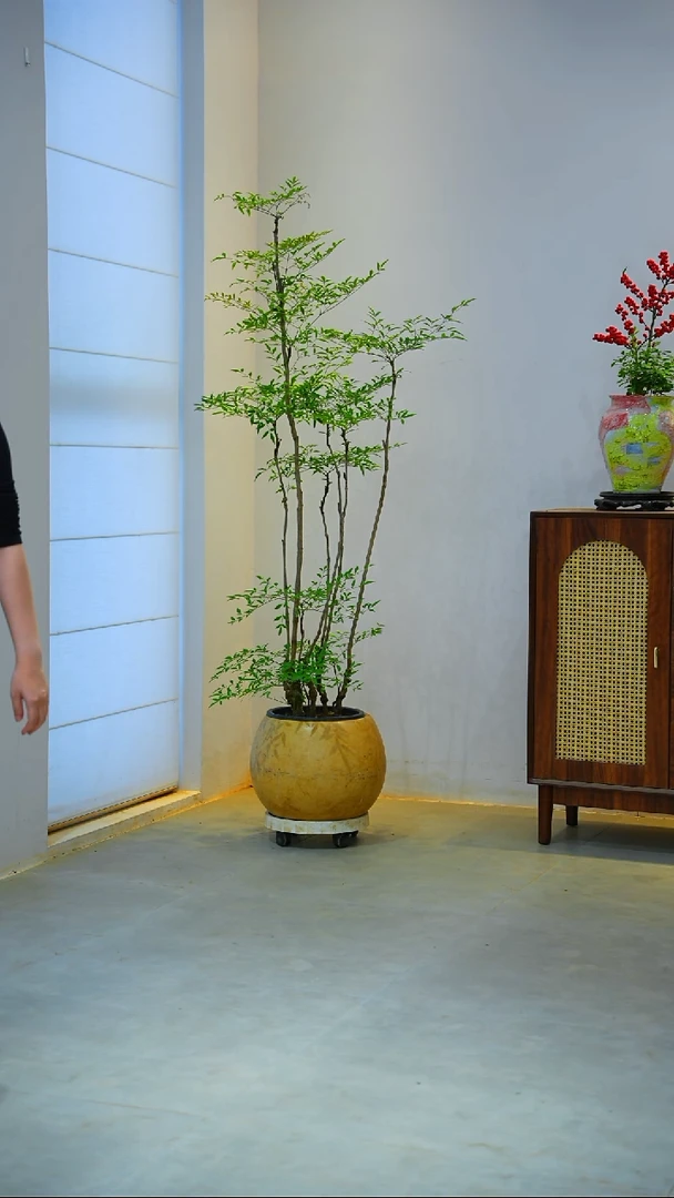 完全开放@*璐南天竹