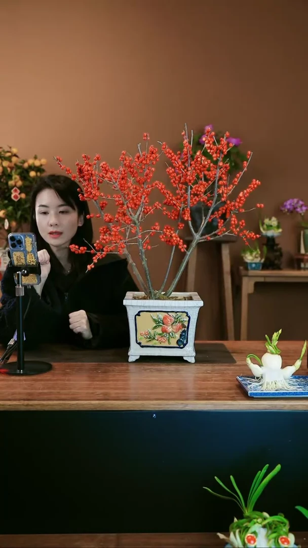 【闪购商品】盆景冬青