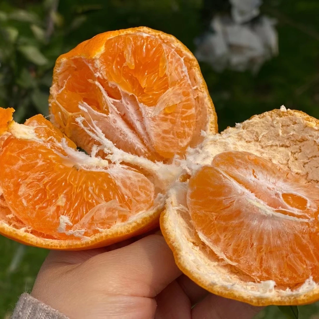 正宗四川新鲜耙耙柑