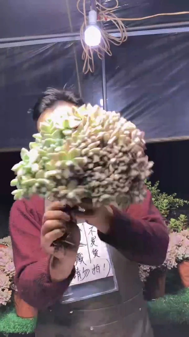 129淡雪缀化一物一拍