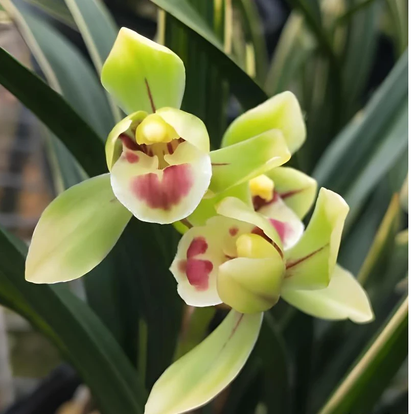 春兰【彩云荷】边艺浓香型 花期11-3月