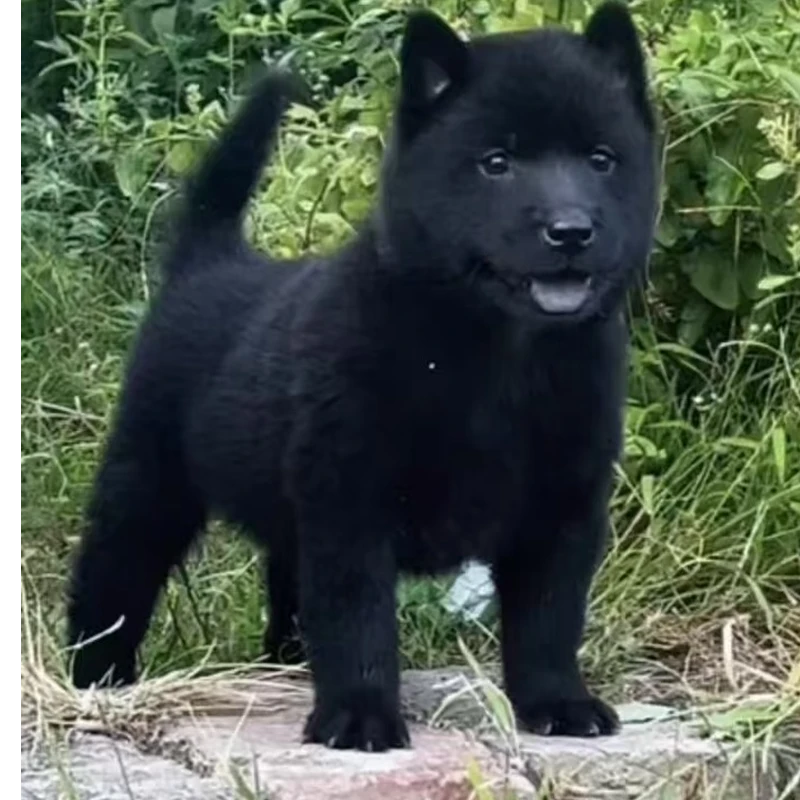 （田园犬家园2号）宠物狗狗活体