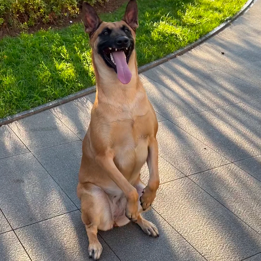 【（马犬之家）纯种马犬血统级幼犬】活体宠物