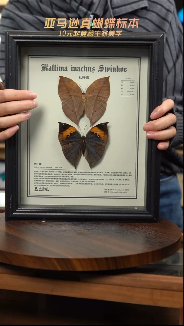 枯叶蝶正反两只中文版10寸欧式框