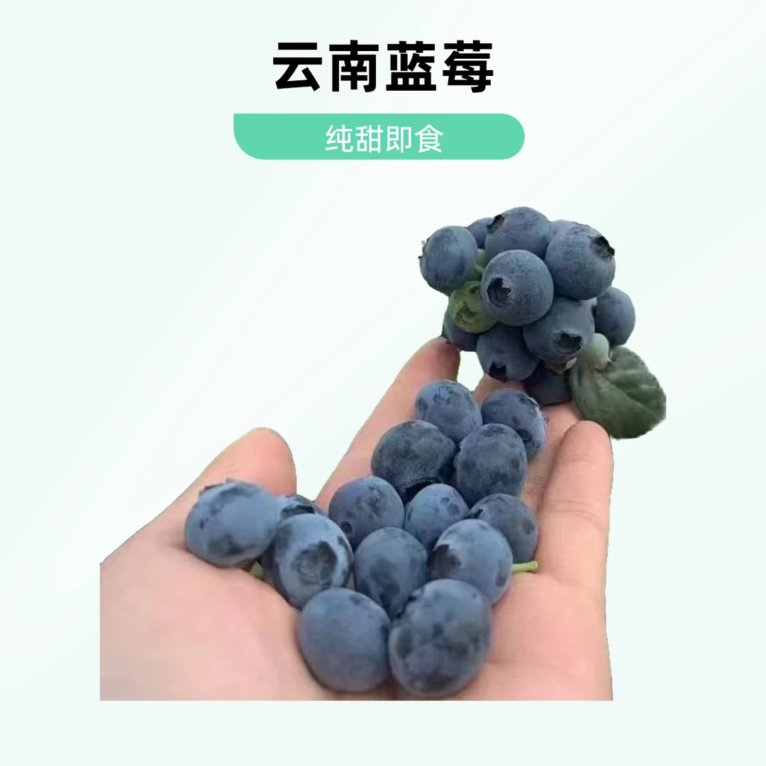 云南纯甜17mm-21mm蓝莓250g