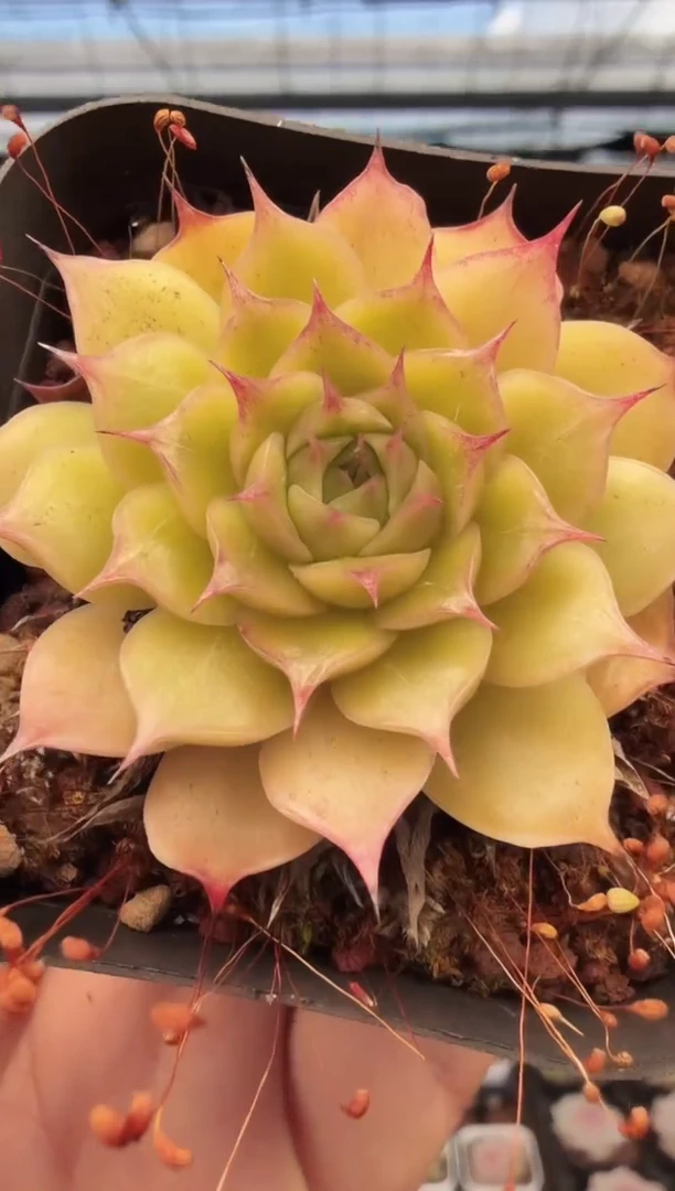 东云多肉园新款-329