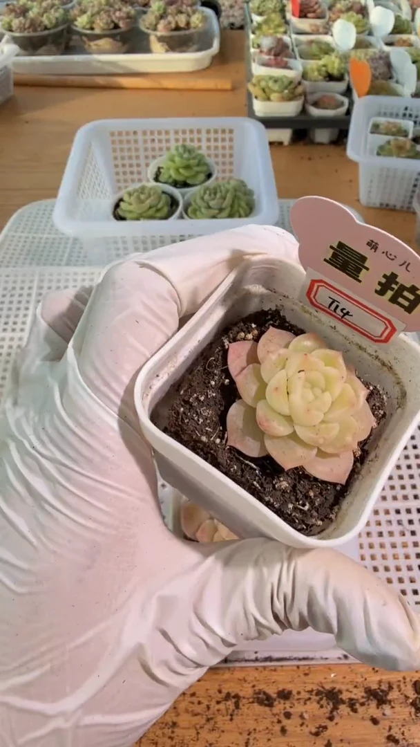 T14单双混 五方一盆 量拍混发