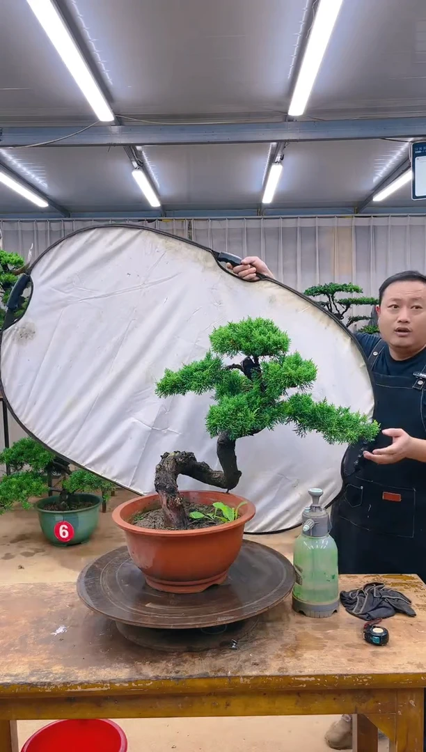 无花朵精品盆景 一物一拍