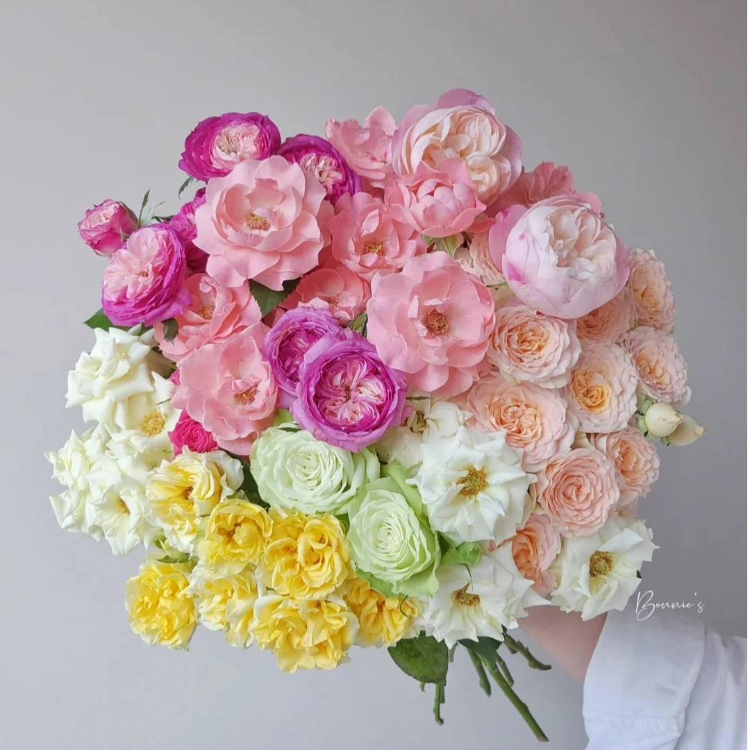 【混色 多头玫瑰 鲜切花 /全场任意满两单及以上鲜花包邮发货】