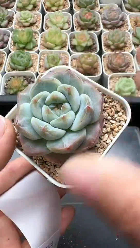 118F云禹多肉植物 默认脱土纸巾打包 3颗包邮