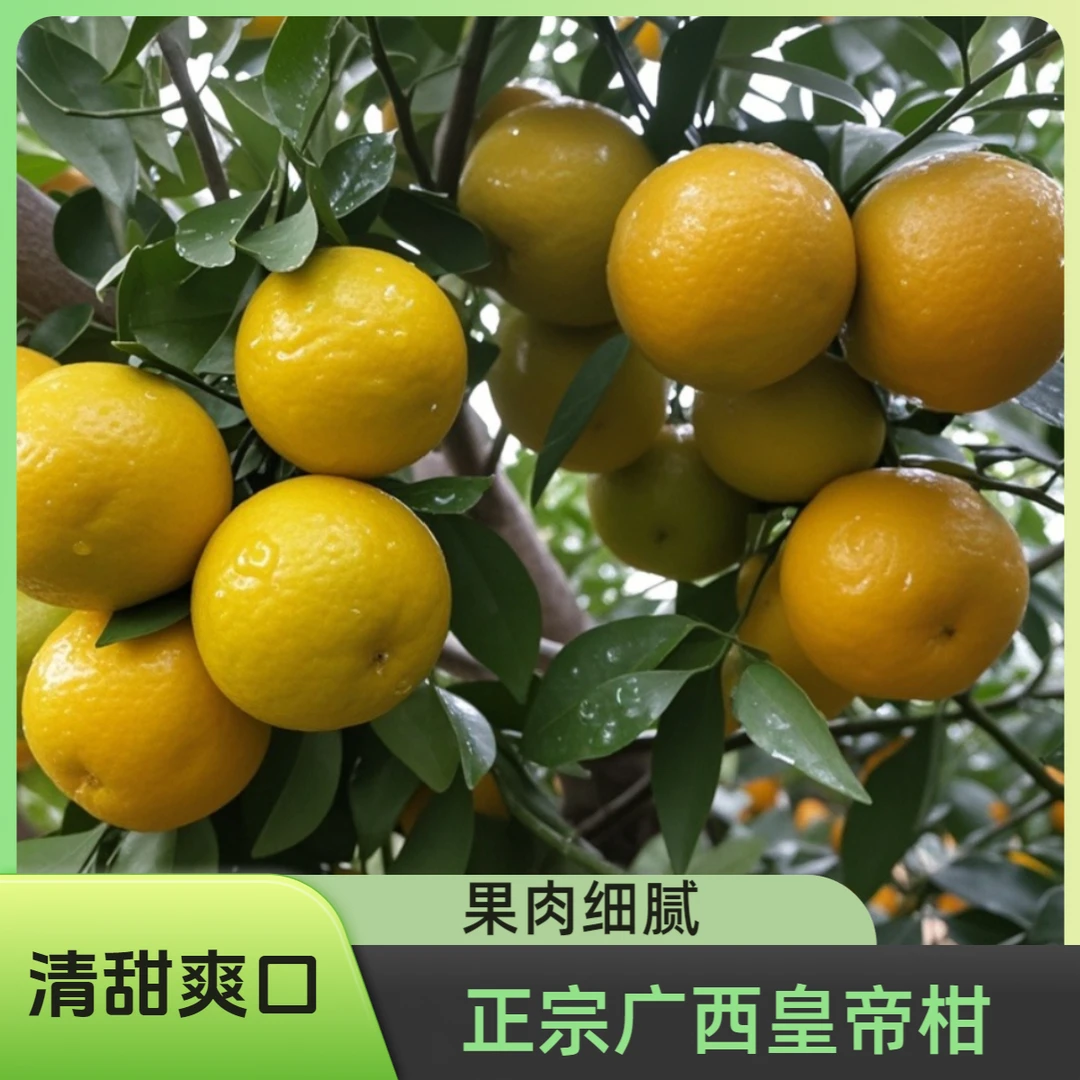 【正宗广西皇帝柑】新鲜采摘 清甜皮薄多汁 当季时令水果
