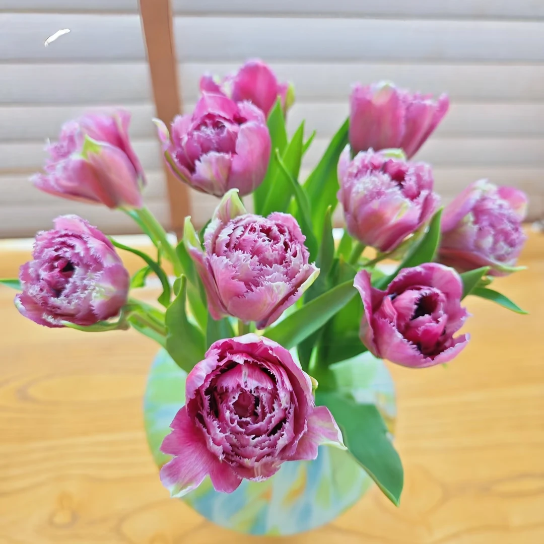 娜塔莉紫色郁金香一把（一把10支） 批发花店摆地摊直发一手货源